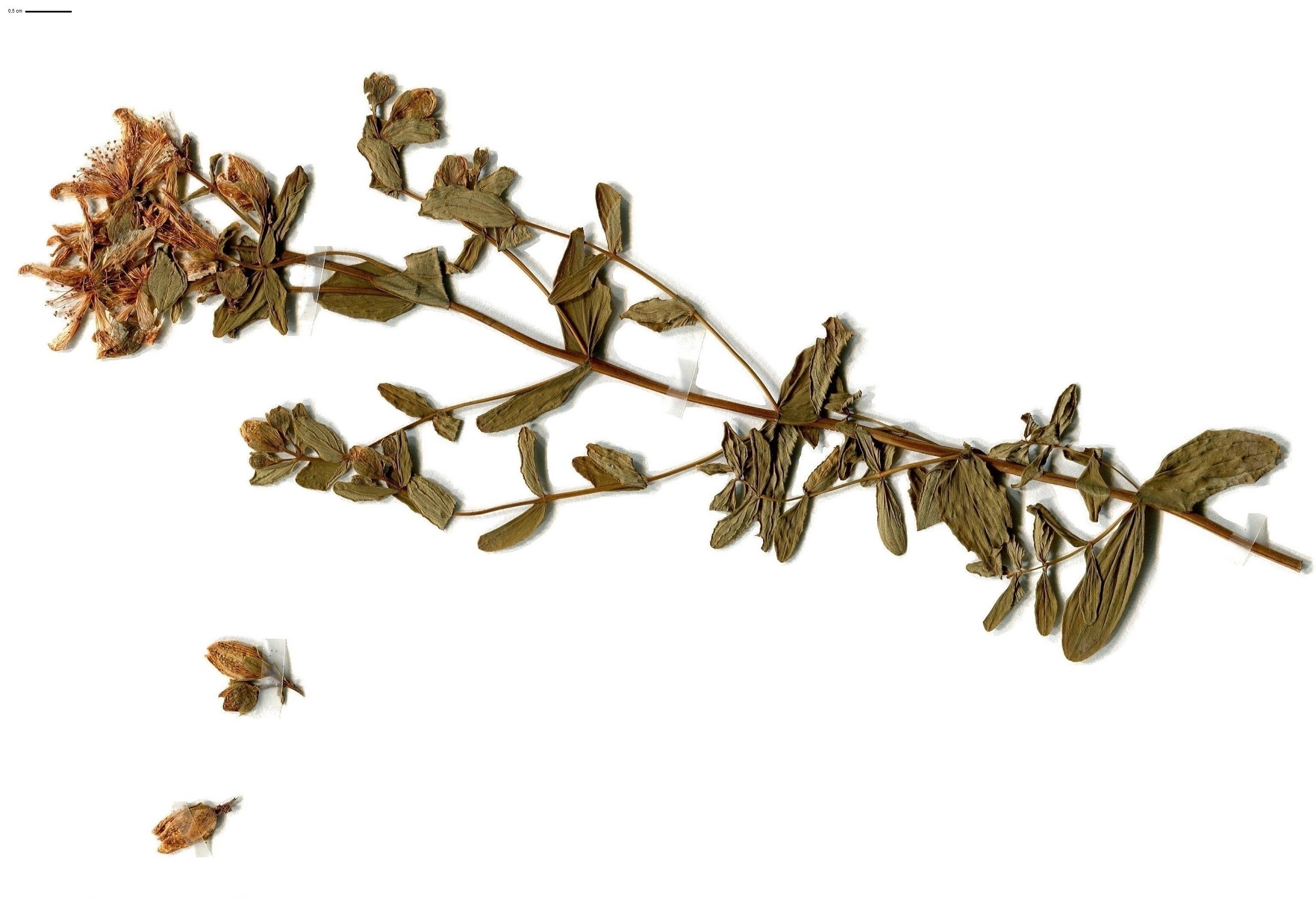 Hypericum maculatum subsp. maculatum (Hypericaceae)